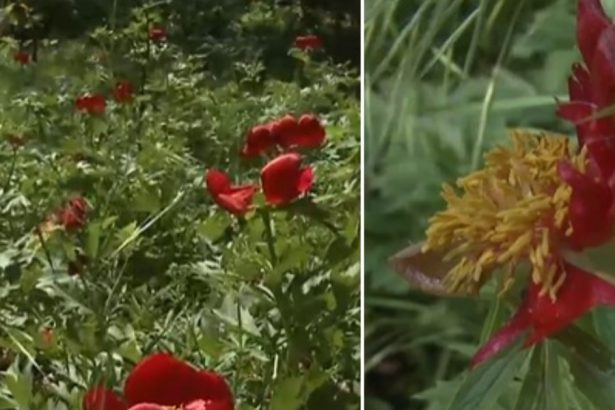 video n am avut de ani de zile asa ceva rezervatie de bujori salbatici distrusa de grindina cum arata acum padurea unica in romania 681f263c0352e