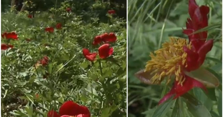 video n am avut de ani de zile asa ceva rezervatie de bujori salbatici distrusa de grindina cum arata acum padurea unica in romania 681f263c0352e