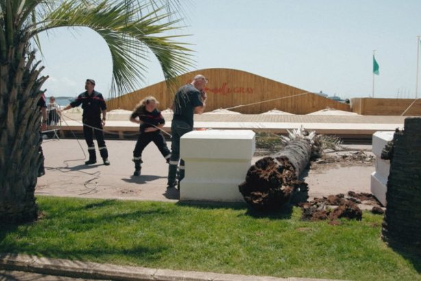 video palmier cazut peste un agent de film la cannes barbatul a ajuns la spital cu rani la coloana si fata 6828f556da636