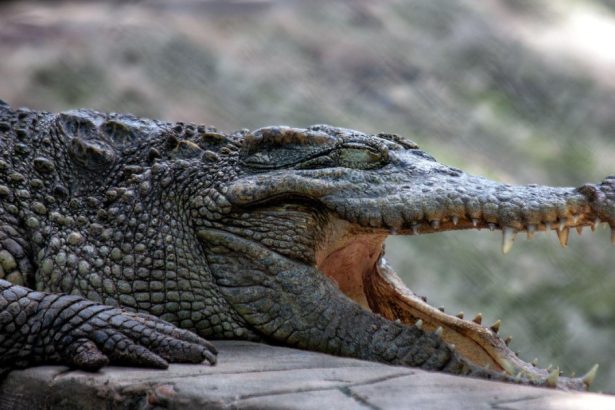 video un avion a aterizat de urgenta in bolivia supravietuitorii au ramas blocati intr o mlastina plina cu crocodili 6815f60f8b3da