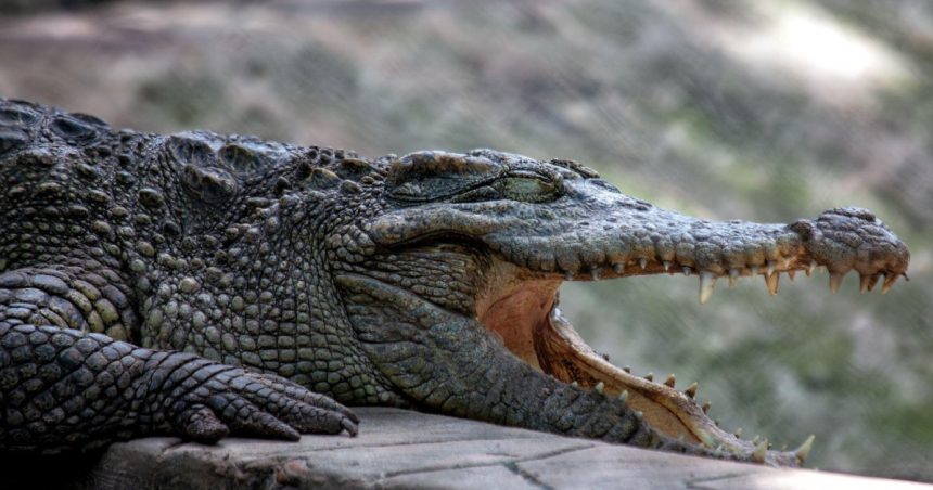 video un avion a aterizat de urgenta in bolivia supravietuitorii au ramas blocati intr o mlastina plina cu crocodili 6815f60f8b3da