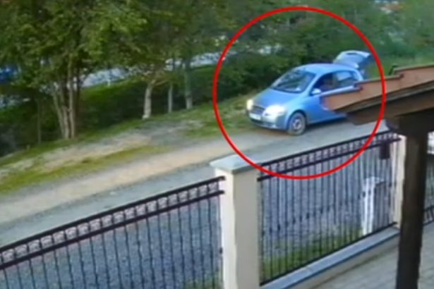 video un caine ar fi fost impuscat pe o strada de langa timisoara un barbat a fost surprins pe camera de supraveghere 681c71a7ce09d