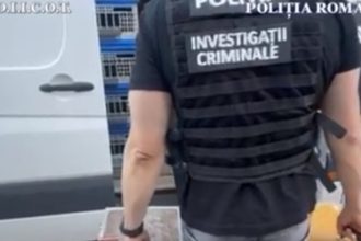 zeci de porumbei de concurs si de reproducere furati din belgia gasiti in mehedinti valoarea pasarilor depaseste 22 milioane de euro 68274e853e493