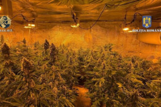 locuinta unui barbat din judetul valcea plina de plante de cannabis politistii au descoperit ca unele se apropiau de 150m inaltime 684b1bc6b6697