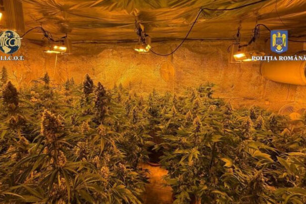 locuinta unui barbat din judetul valcea plina de plante de cannabis politistii au descoperit ca unele se apropiau de 150m inaltime 684b1bc6b6697