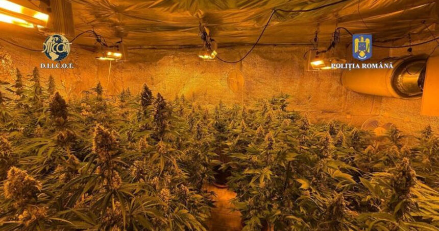 locuinta unui barbat din judetul valcea plina de plante de cannabis politistii au descoperit ca unele se apropiau de 150m inaltime 684b1bc6b6697