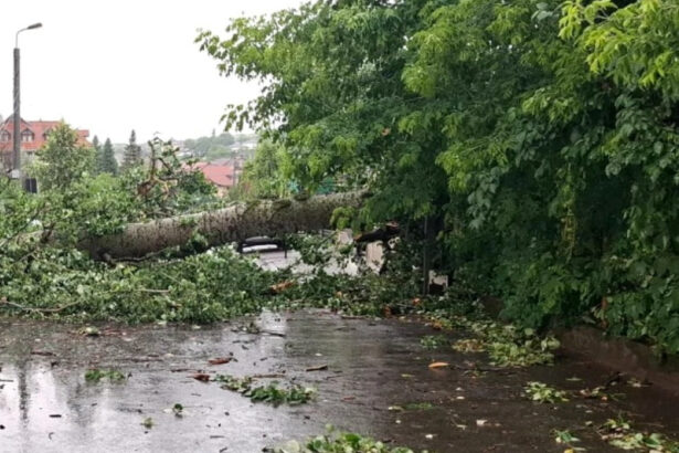 plopul lui eminescu prabusit la iasi in timpul unei furtuni va fi folosit de sculptori creatiile vor fi expuse in acelasi loc 685c5d903ff49