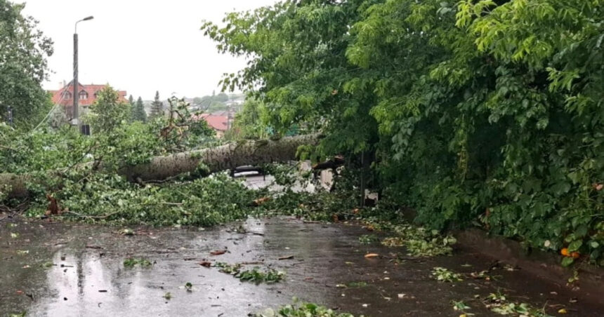 plopul lui eminescu prabusit la iasi in timpul unei furtuni va fi folosit de sculptori creatiile vor fi expuse in acelasi loc 685c5d903ff49