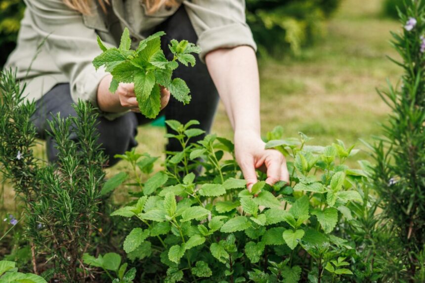 sirop de menta cum il faci acasa si la ce e bun 685676b73940e