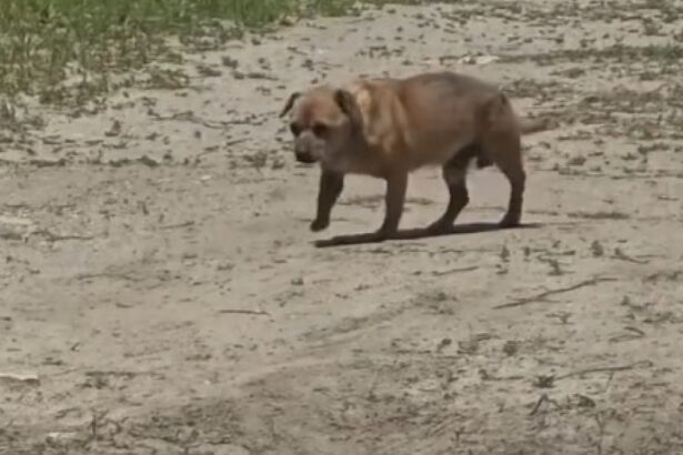 video amenda de 12 000 de lei pentru un barbat care a abandonat un caine in statiunea mamaia 6842d2ad13eb9