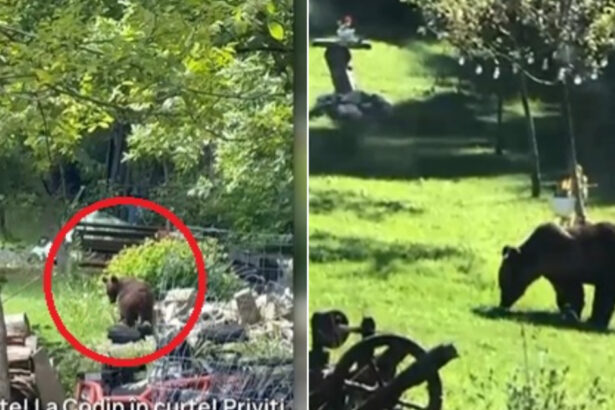 video toti muntii sunt plini orasul in care localnicii sunt terorizati de ursi zi si noapte animalele intra fara frica in gospodarii 684a7b3b2ee89