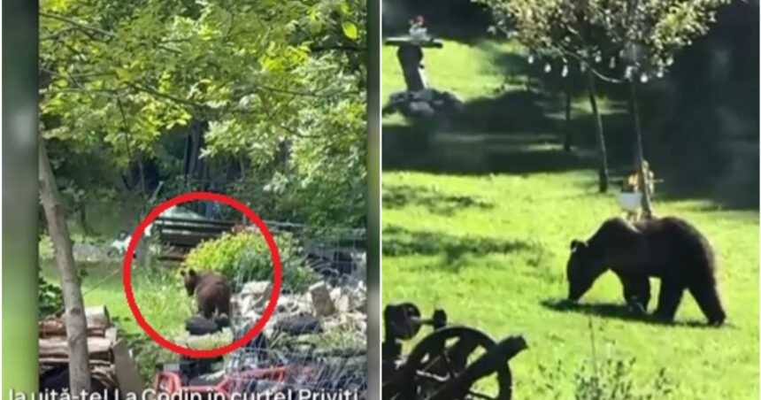 video toti muntii sunt plini orasul in care localnicii sunt terorizati de ursi zi si noapte animalele intra fara frica in gospodarii 684a7b3b2ee89
