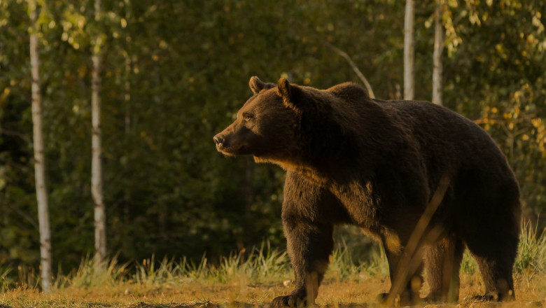 cioban atacat de urs langa o stana din judetul arges este al treilea caz in decurs de o saptamana 6874a861a7030