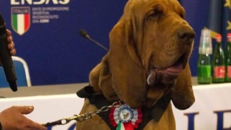 indignare in italia dupa uciderea lui bruno un caine erou care a salvat 9 vieti meloni un act las si inacceptabil 686bcc3e3746e