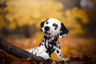 ready made stem cell therapies for pets could be coming 6868658412812