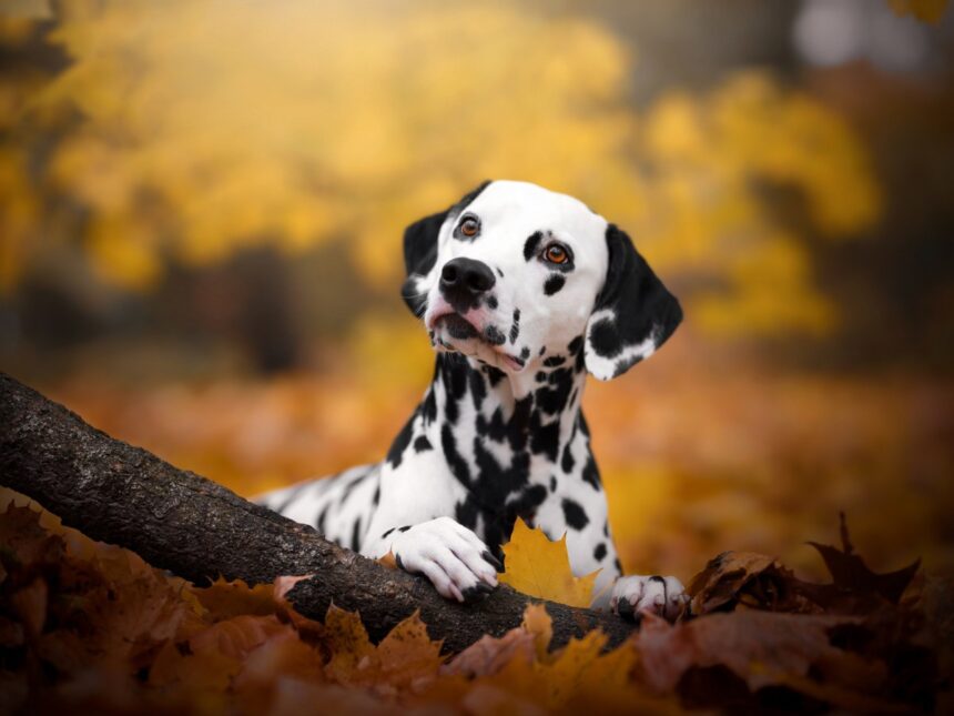 ready made stem cell therapies for pets could be coming 6868658412812