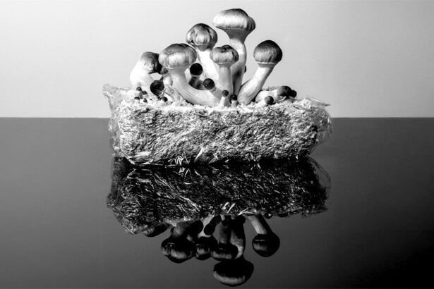 slowing aging psilocybin helps extend life span in human cells by over 50 68766e663ffef