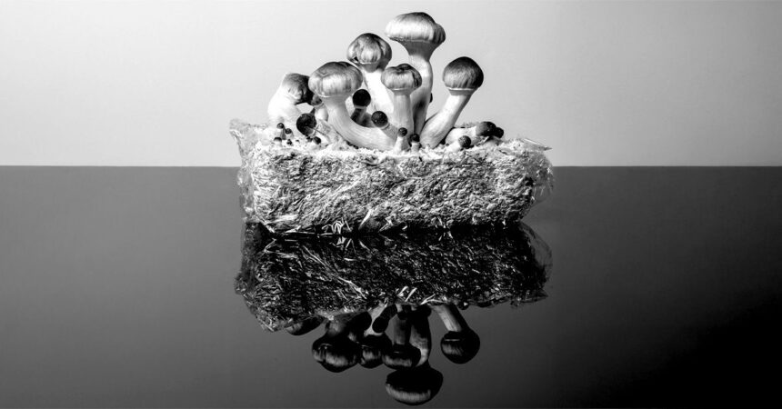 slowing aging psilocybin helps extend life span in human cells by over 50 68766e663ffef