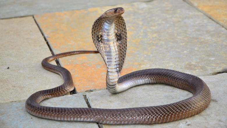 un baiat de doi ani din india a ucis o cobra dupa ce a muscat sarpele care l a atacat in timp ce se juca 688a136b59940