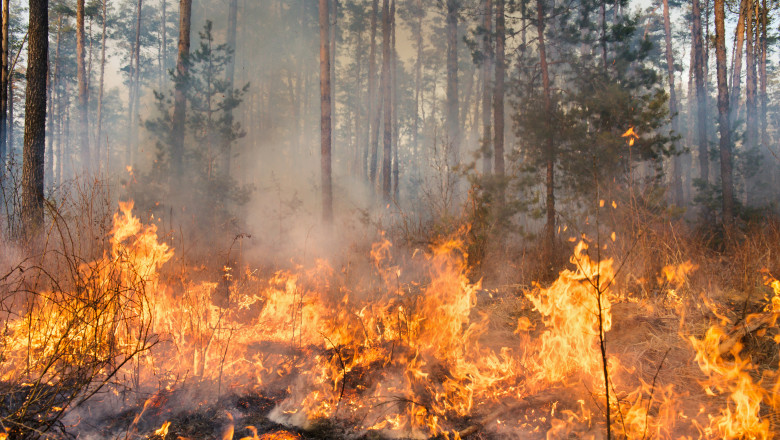 video peste 100 de incendii de vegetatie in bulgaria focul a distrus paduri si locuinte spun autoritatile locale 68868e2353a66