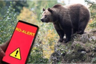 cioban atacat de urs in timp ce se intorcea cu animalele la stana barbatul a ajuns la spital 68b2111d08faf
