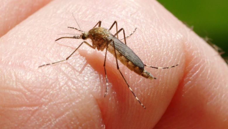inca o persoana ucisa in italia de west nile la cat a ajuns bilantul total al celor care au murit din cauza temutului virus 6890f1fd12607
