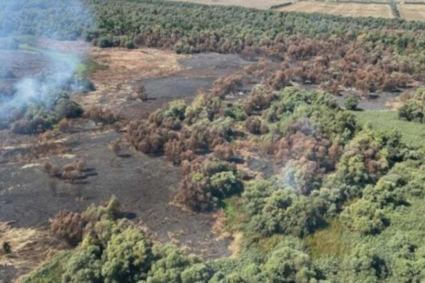 incendiu de proportii in delta dunarii circa 50 de hectare de vegetatie si padure au fost mistuite de flacari 68a4a47a03c3a
