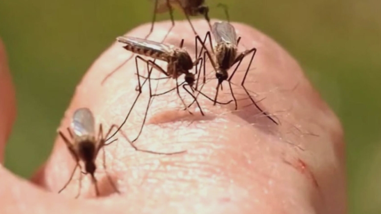 numarul cazurilor de infectie cu virusul west nile in continua crestere anuntul institutului national de sanatate publica 68a738e10eccf