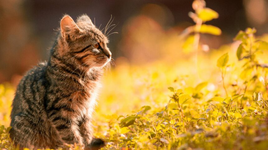 plante toxice pentru pisici evita sa le tii aproape daca ai feline in casa 68a4db65b1183