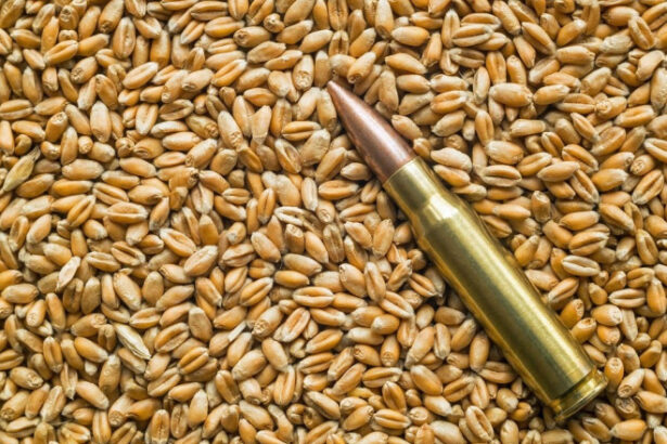 rusia isi creste exporturile de grau pe baza cerealelor din teritoriile ocupate in ucraina 689349f2b3a01