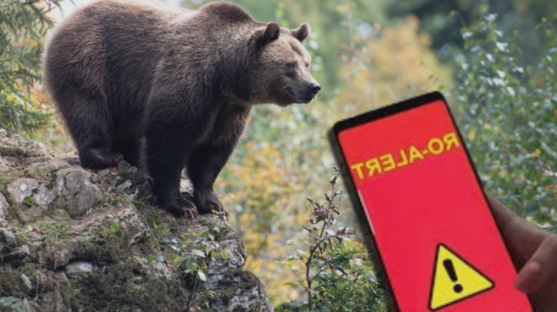 un urs si a facut aparitia pe o strada din sinaia populatia avertizata prin ro alert 68b152788e7f2