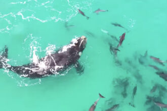 video o prietenie subacvatica balenele si delfinii nu doar coexista ci se cauta reciproc imagini cu interactiuni spectaculoase studiu 68a2a9f4dfade