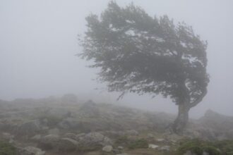 cod galben de vant puternic sunt vizate mai multe zone rafalele vor ajunge pana la 70 km h 68cfda37552c9