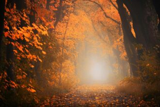 horoscopul zilei miercuri 10 septembrie 2025 un val de energie creatoare se va revarsa peste gemeni iar taurii au succes pe plan financiar 68c1010635ff0